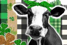 Válega: Concurso “Cai o poio ganha a vaca” chega a Valdágua