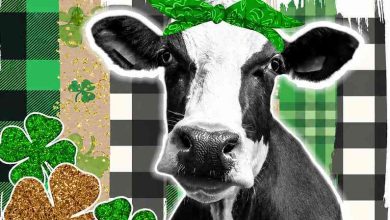 Válega: Concurso “Cai o poio ganha a vaca” chega a Valdágua