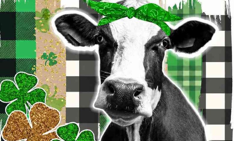 Válega: Concurso “Cai o poio ganha a vaca” chega a Valdágua Válega: Concurso “Cai o poio ganha a vaca” chega a Valdágua