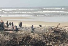 Baleia de 20 toneladas volta a ser enterrada na praia de Maceda