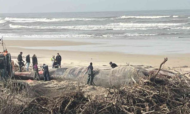 Baleia de 20 toneladas volta a ser enterrada na praia de Maceda