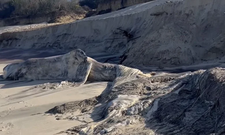 Mar destapa carcaça de baleia com cerca de 20 toneladas na praia de Maceda Mar destapa carcaça de baleia com cerca de 20 toneladas na praia de Maceda