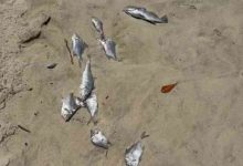 Centenas de peixes mortos no areal da Praia de Esmoriz após abertura da Barrinha