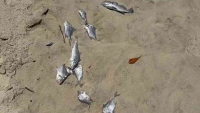 Centenas de peixes mortos no areal da Praia de Esmoriz após abertura da Barrinha Centenas de peixes mortos no areal da Praia de Esmoriz após abertura da Barrinha