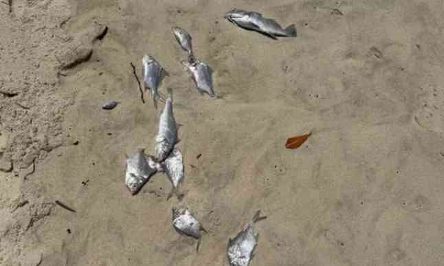 Centenas de peixes aparecem no areal da Praia de Esmoriz após abertura da Barrinha